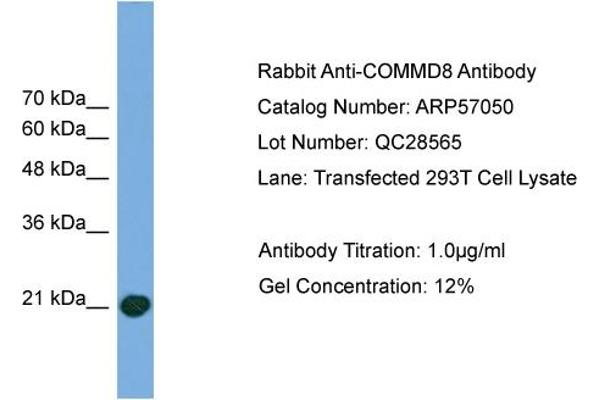 COMMD8 Antikörper  (Middle Region)
