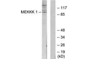 Western Blotting (WB) image for anti-Mitogen-Activated Protein Kinase Kinase Kinase Kinase 1 (MAP4K1) (AA 371-420) antibody (ABIN2889709) (MAP4K1 Antikörper  (AA 371-420))