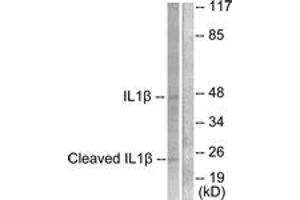 Western Blotting (WB) image for anti-Caspase 1 (CASP1) (AA 161-210), (Cleaved-Asp210) antibody (ABIN2891162) (Caspase 1 Antikörper  (Cleaved-Asp210))