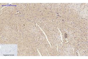 Immunohistochemical analysis of paraffin-embedded mouse heart tissue. (alpha-SMA (AA 171-220) Antikörper)