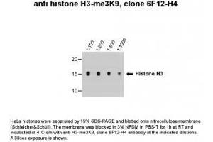 Image no. 1 for anti-Histone 3 (H3) (H3K9me2), (H3K9me3) antibody (ABIN1169690) (Histone 3 Antikörper  (H3K9me2, H3K9me3))