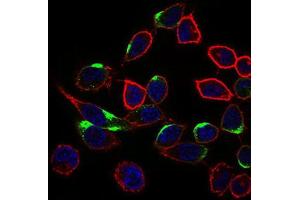 Immunocytochemistry (ICC) image for anti-Neuronal Cell Adhesion Molecule (NRCAM) (AA 1192-1255) antibody (ABIN1843141) (NrCAM Antikörper  (AA 1192-1255))
