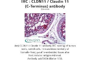 Image no. 1 for anti-Claudin 11 (CLDN11) (C-Term) antibody (ABIN1733141) (Claudin 11 Antikörper  (C-Term))