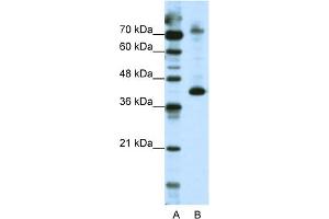WB Suggested Anti-NKRF Antibody Titration:  2. (NKRF Antikörper  (N-Term))