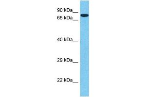 Western Blotting (WB) image for anti-Sp1 Transcription Factor (SP1) (Middle Region) antibody (ABIN2505805) (SP1 Antikörper  (Middle Region))