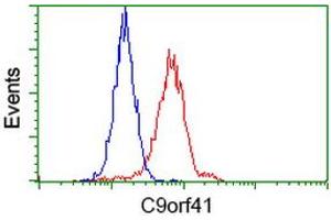 Flow cytometric Analysis of Hela cells, using anti-C9orf41 antibody (ABIN2452871), (Red), compared to a nonspecific negative control antibody (TA50011), (Blue). (C9orf41 Antikörper)