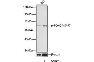 Western blot analysis of extracts from 293 cells using phospho-FOXO4-S197 antibody (ABIN3019724, ABIN3019725, ABIN3019726 and ABIN1681609). (FOXO4 Antikörper  (pSer197))