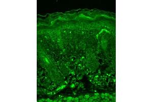 Immunohistochemistry analysis using Mouse Anti-Rhodopsin Monoclonal Antibody, Clone 1D4 . (Rhodopsin Antikörper  (FITC))