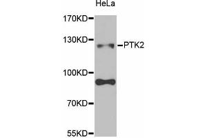 Western blot analysis of extracts of HeLa cells, using PTK2 antibody (ABIN5971141) at 1/1000 dilution. (FAK Antikörper)