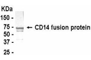 Western Blotting (WB) image for anti-CD14 (CD14) (AA 40-230) antibody (ABIN2467790) (CD14 Antikörper  (AA 40-230))