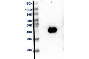 Western Blot of Anti-MEK2 Antibody. (MEK2 Antikörper  (C-Term) (HRP))