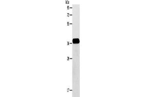 Western Blotting (WB) image for anti-Aminoadipate-Semialdehyde Dehydrogenase-phosphopantetheinyl Transferase (AASDHPPT) antibody (ABIN2422367) (AASDHPPT Antikörper)