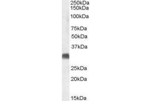 ABIN570962 (1µg/ml) staining of Human Testis lysate (35µg protein in RIPA buffer). (SRD5A2 Antikörper  (C-Term))