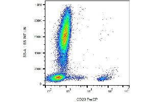 Surface staining of human peripheral blood with anti-CD20 PerCP. (CD20 Antikörper  (PerCP))