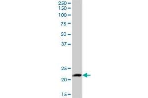 LYZL1 MaxPab polyclonal antibody. (Lysozyme-Like 1 Antikörper  (AA 1-194))