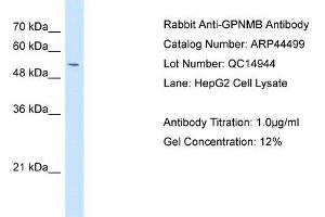 Glycoprotein antibody used at 1 ug/ml to detect target protein. (Glycoprotein Antikörper)