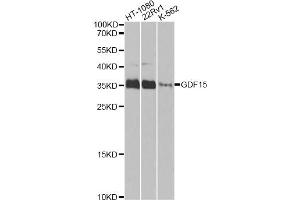 Western blot analysis of extracts of various cell lines, using GDF15 Antibody (ABIN5970032) at 1/1000 dilution. (GDF15 Antikörper)