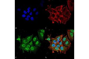 Immunocytochemistry/Immunofluorescence analysis using Mouse Anti-Ataxin 1 Monoclonal Antibody, Clone S76-8 . (Ataxin 1 Antikörper  (AA 164-197) (PerCP))