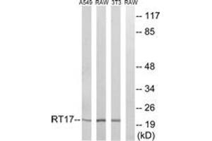 Western blot analysis of extracts from NIH-3T3/RAW264. (MRPS17 Antikörper  (AA 11-60))