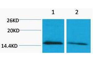 Western Blotting (WB) image for anti-Histone H4 (meLys79) antibody (ABIN3178808) (Histone H4 Antikörper  (meLys79))