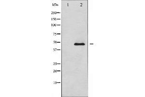 Western blot analysis of Adrenergic Receptor beta2 expression in NIH-3T3 whole cell lysates,The lane on the left is treated with the antigen-specific peptide. (beta 2 Adrenergic Receptor Antikörper  (C-Term))
