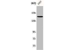 Western Blot analysis of COS7 cells using Phospho-PLC γ1 (Y771) Polyclonal Antibody (Phospholipase C gamma 1 Antikörper  (pTyr771))