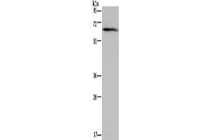 Western Blotting (WB) image for anti-Neutrophil Cytosolic Factor 2 (NCF2) antibody (ABIN2423894) (NCF2 Antikörper)