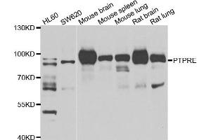Western blot analysis of extracts of various cell lines, using PTPRE antibody. (PTPRE Antikörper)