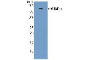 Detection of Recombinant NES, Mouse using Polyclonal Antibody to Nestin (NES) (Nestin Antikörper  (AA 197-462))