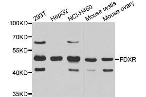 Western Blotting (WB) image for anti-Ferredoxin Reductase (FDXR) (AA 252-491) antibody (ABIN6220396) (Ferredoxin Reductase Antikörper  (AA 252-491))