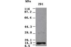NT3 antibody (2D1) at 1:2000 + Recombinant Human NT3 (Neurotrophin 3 Antikörper  (AA 139-257))