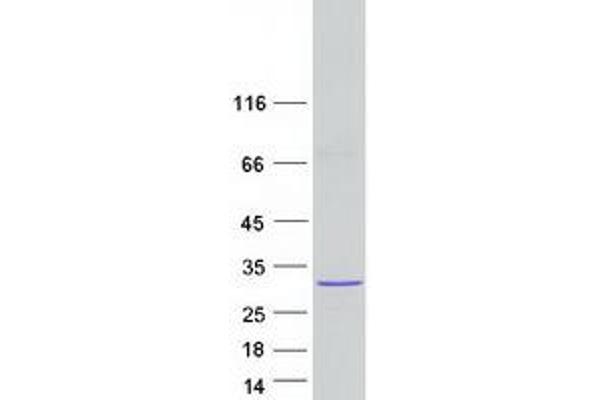 LRRC57 Protein (Myc-DYKDDDDK Tag)