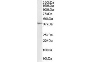 Western Blotting (WB) image for anti-Renalase, FAD-Dependent Amine Oxidase (RNLS) (Internal Region) antibody (ABIN2466189) (RNLS Antikörper  (Internal Region))