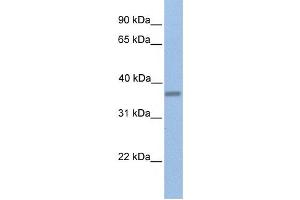 Western Blotting (WB) image for anti-EMI Domain Containing 1 (EMID1) antibody (ABIN2459392) (EMID1 Antikörper)