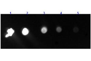 Dot Blot results of Goat F(ab')2 Anti-Rabbit IgG F(c) Antibody Fluorescein Conjugate. (Ziege anti-Kaninchen IgG (Fc Region) Antikörper (FITC) - Preadsorbed)