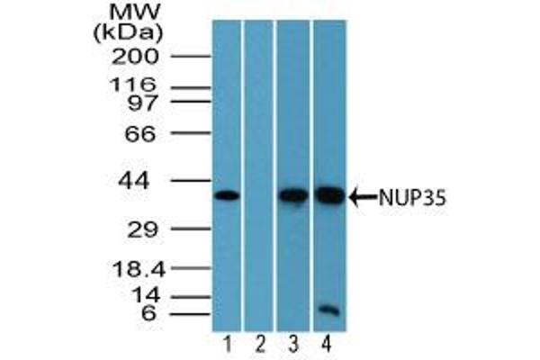 NUP35 Antikörper  (AA 280-330)