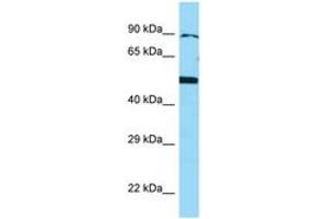 Image no. 1 for anti-Bone Morphogenetic Protein 4 (BMP4) (AA 23-72) antibody (ABIN6748177) (BMP4 Antikörper  (AA 23-72))