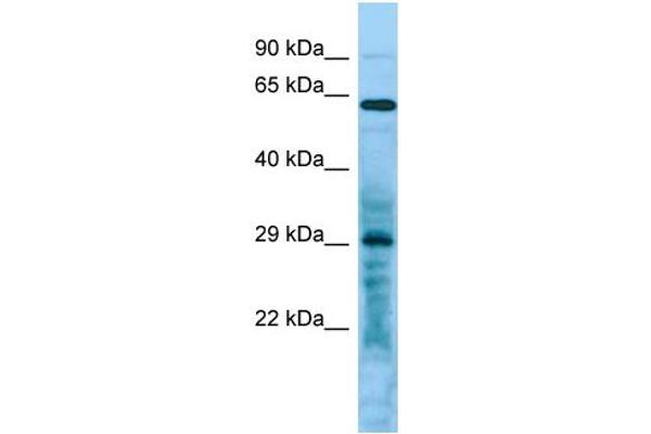 LRRC10 Antikörper  (C-Term)