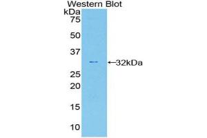 Western blot analysis of the recombinant protein. (Caspase 12 Antikörper  (AA 1-244))