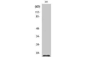 Western Blotting (WB) image for anti-Caspase 5 p10 (cleaved), (Ser331) antibody (ABIN3172751) (Caspase 5 p10 Antikörper  (cleaved, Ser331))