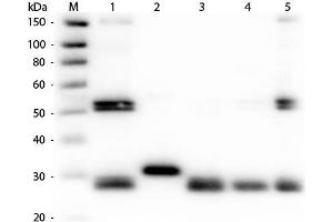 Western Blotting (WB) image for Rabbit anti-Rat IgG antibody (DyLight 800) - Preadsorbed (ABIN6699171)