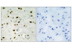 Immunohistochemistry (IHC) image for anti-Histone H2B (N-Term) antibody (ABIN1849874) (Histone H2B Antikörper  (N-Term))