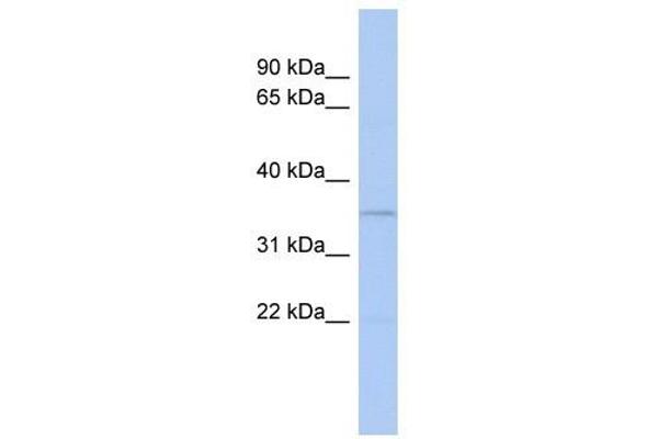 CLEC4G Antikörper  (N-Term)