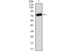 Western Blotting (WB) image for anti-Alkaline Phosphatase, Liver/bone/kidney (ALPL) antibody (ABIN1845845) (ALPL Antikörper)