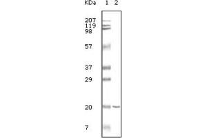 Western Blotting (WB) image for anti-CD19 Molecule (CD19) antibody (ABIN1845279) (CD19 Antikörper)