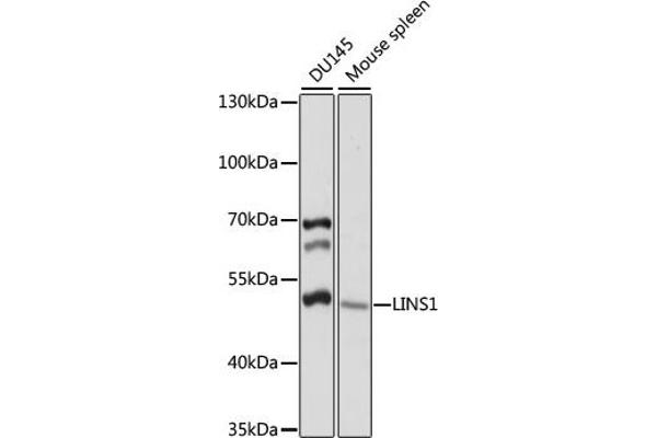 LINS Antikörper  (AA 541-700)