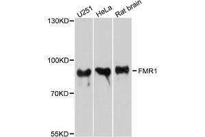 Western blot analysis of extracts of various cell lines, using FMR1 antibody. (FMR1 Antikörper)