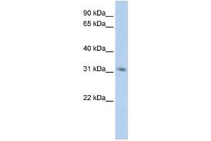 Western Blotting (WB) image for anti-N-Methylpurine-DNA Glycosylase (MPG) antibody (ABIN2458882) (MPG Antikörper)