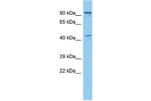 Host:  Rabbit  Target Name:  Fbln1  Sample Type:  Rat Testis lysates  Antibody Dilution:  1. (Fibulin 1 Antikörper  (C-Term))