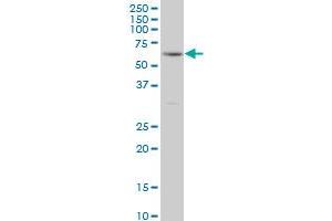 Western Blotting (WB) image for anti-Receptor-Interacting Serine-threonine Kinase 2 (RIPK2) (AA 431-540) antibody (ABIN522206)